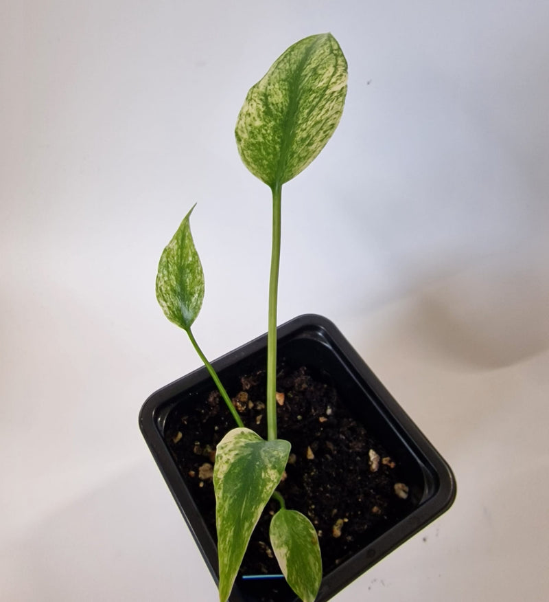 Monstera Mint