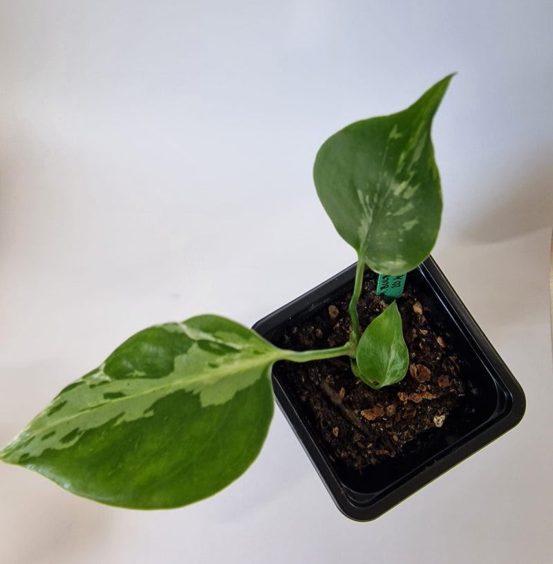 ⭐ Limited Offer: Monstera Bulbasaur