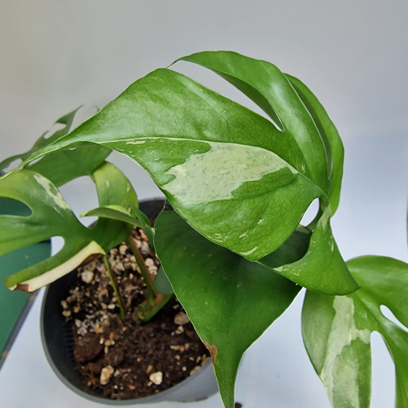 Rhapidophora Tetrasperma variegata