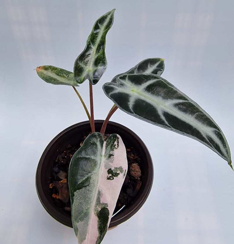 Alocasia Arrow Bambino Pink