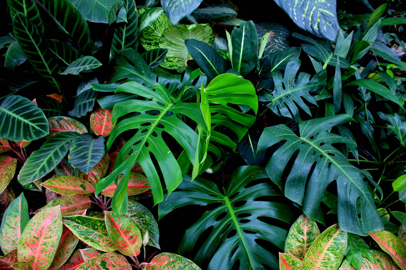 Lush rare tropical foliage