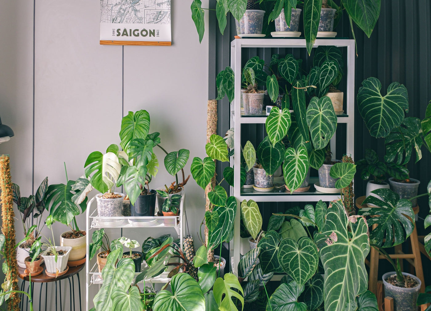 A growing collection of rare plants on shelves