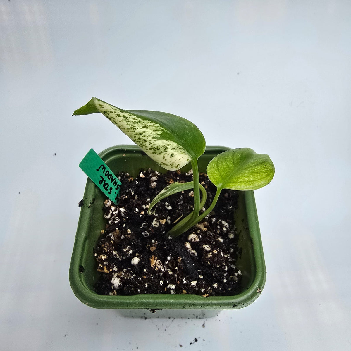 Monstera Star Shadow