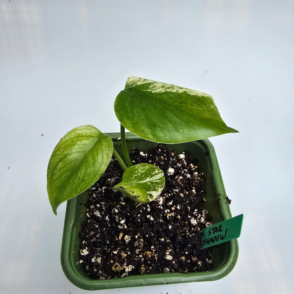 Monstera Star Shadow