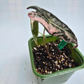 Alocasia Nobilis Pink