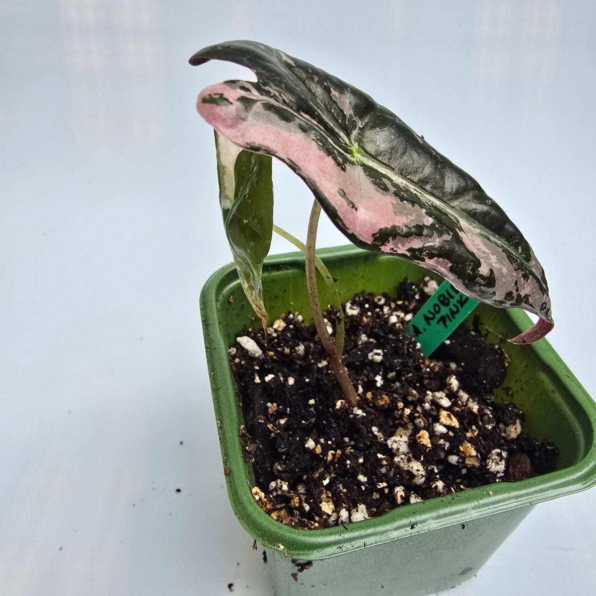 Alocasia Nobilis Pink