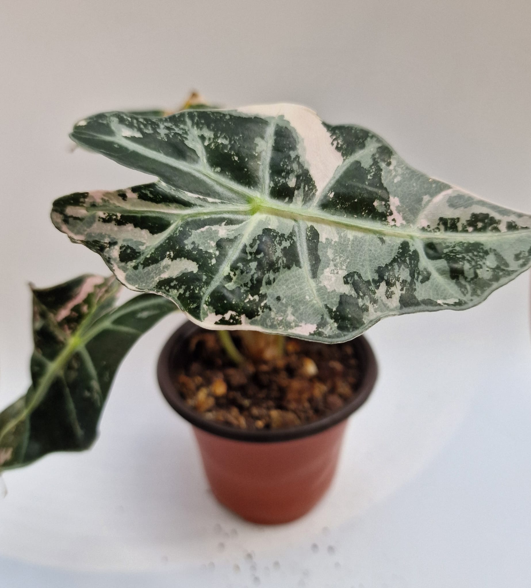 Alocasia Polly Snow Pink Superb