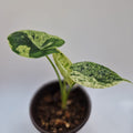Alocasia Dragon Scale Mint