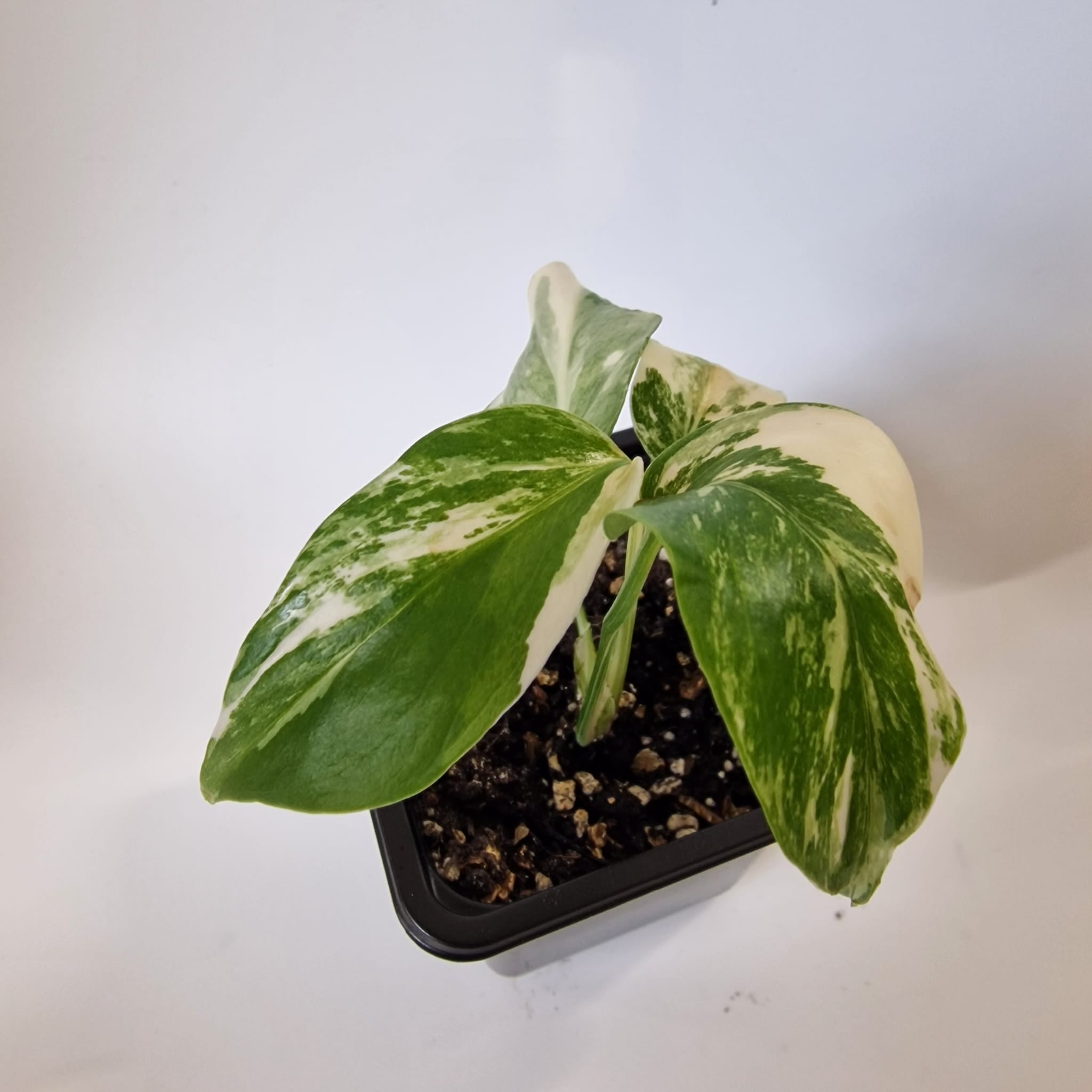 Monstera Albo