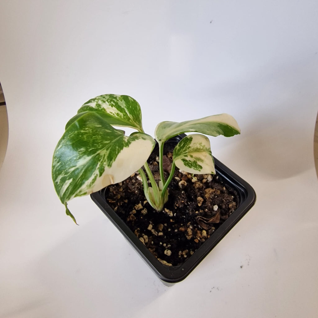 Monstera Albo