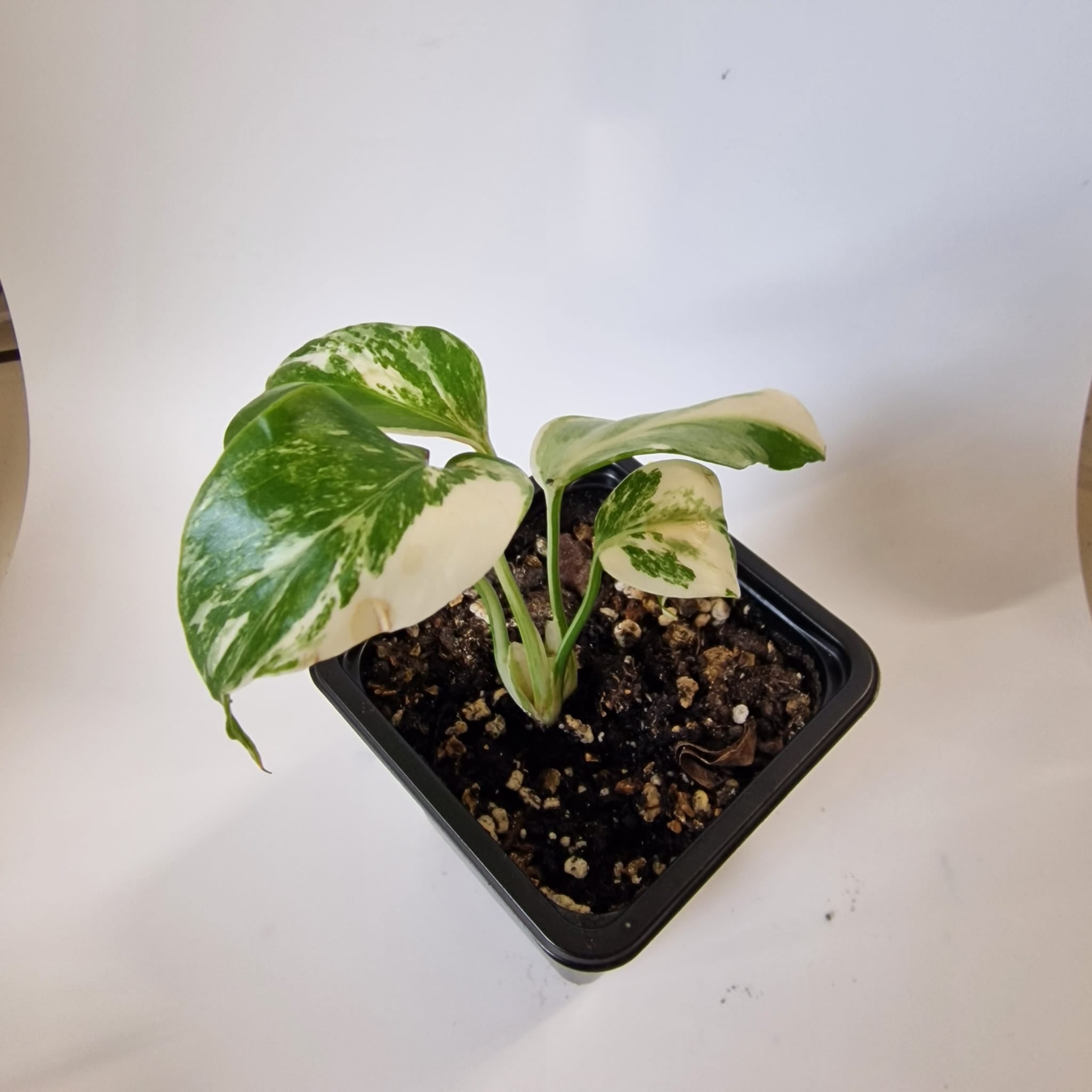 Monstera Albo