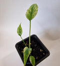 Monstera Mint