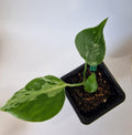 ⭐ Limited Offer: Monstera Bulbasaur