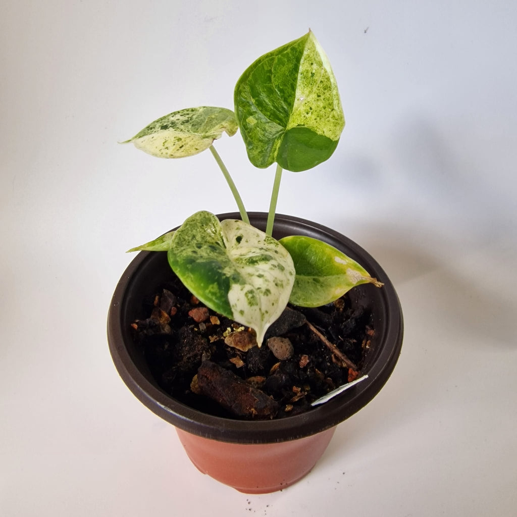 Alocasia Dragon Scale Mint