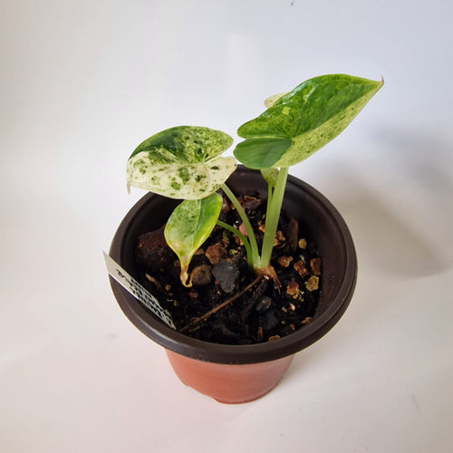 Alocasia Dragon Scale Mint