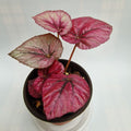 Begonia Inca Flame