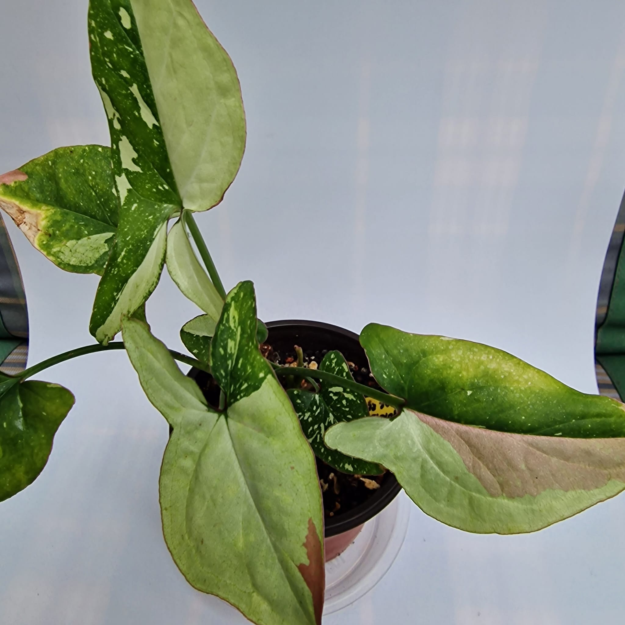 Syngonium Red Spot Tricolor