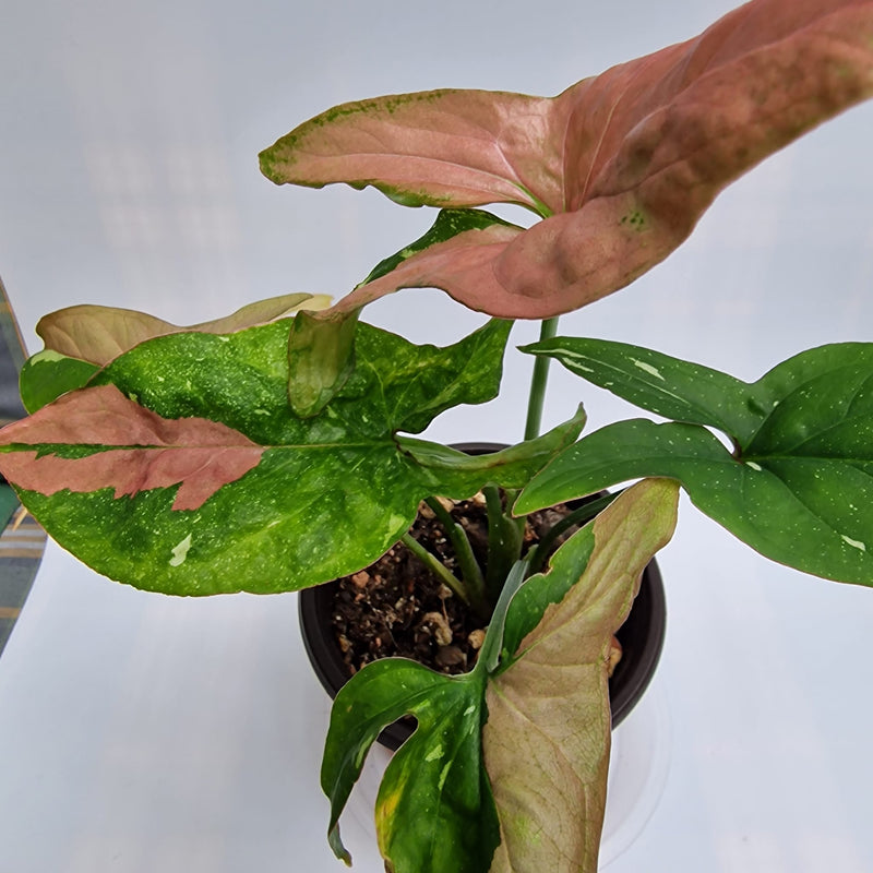 Syngonium Red Spot Tricolor