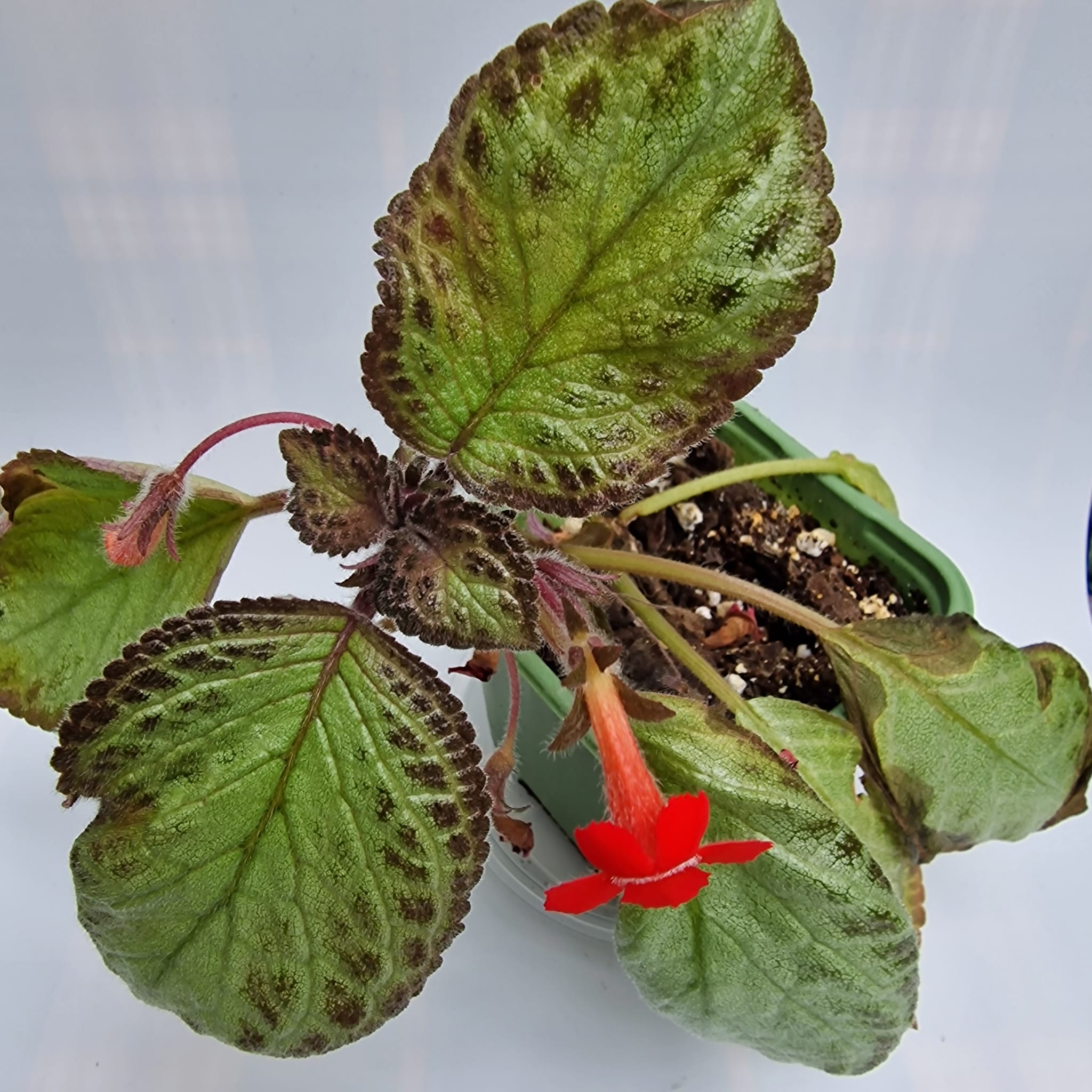 Episcia Harlequin