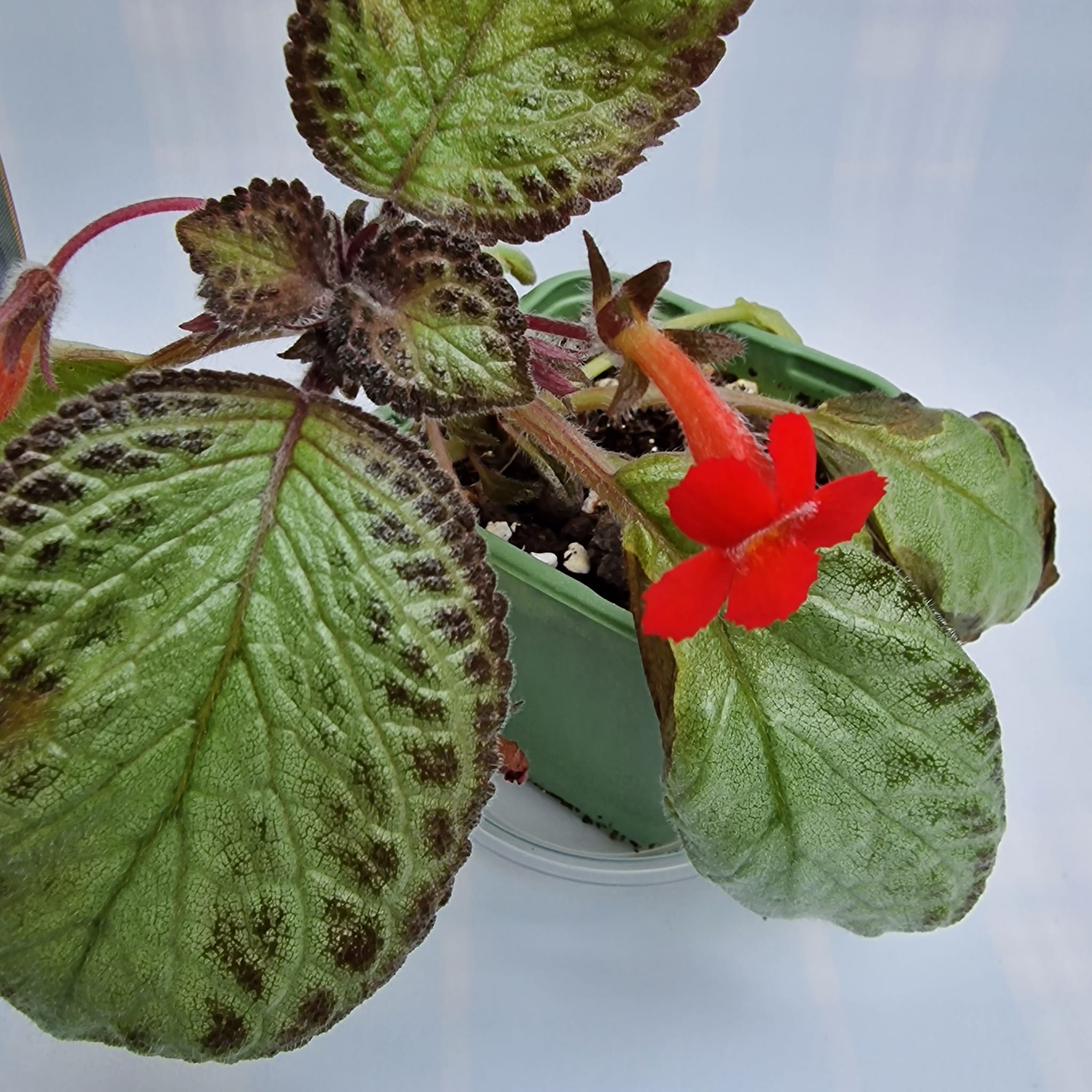 Episcia Harlequin