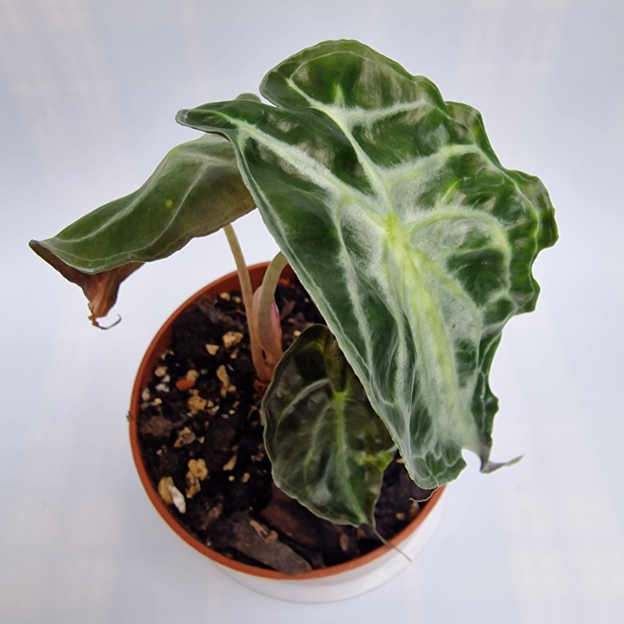 Alocasia Venom