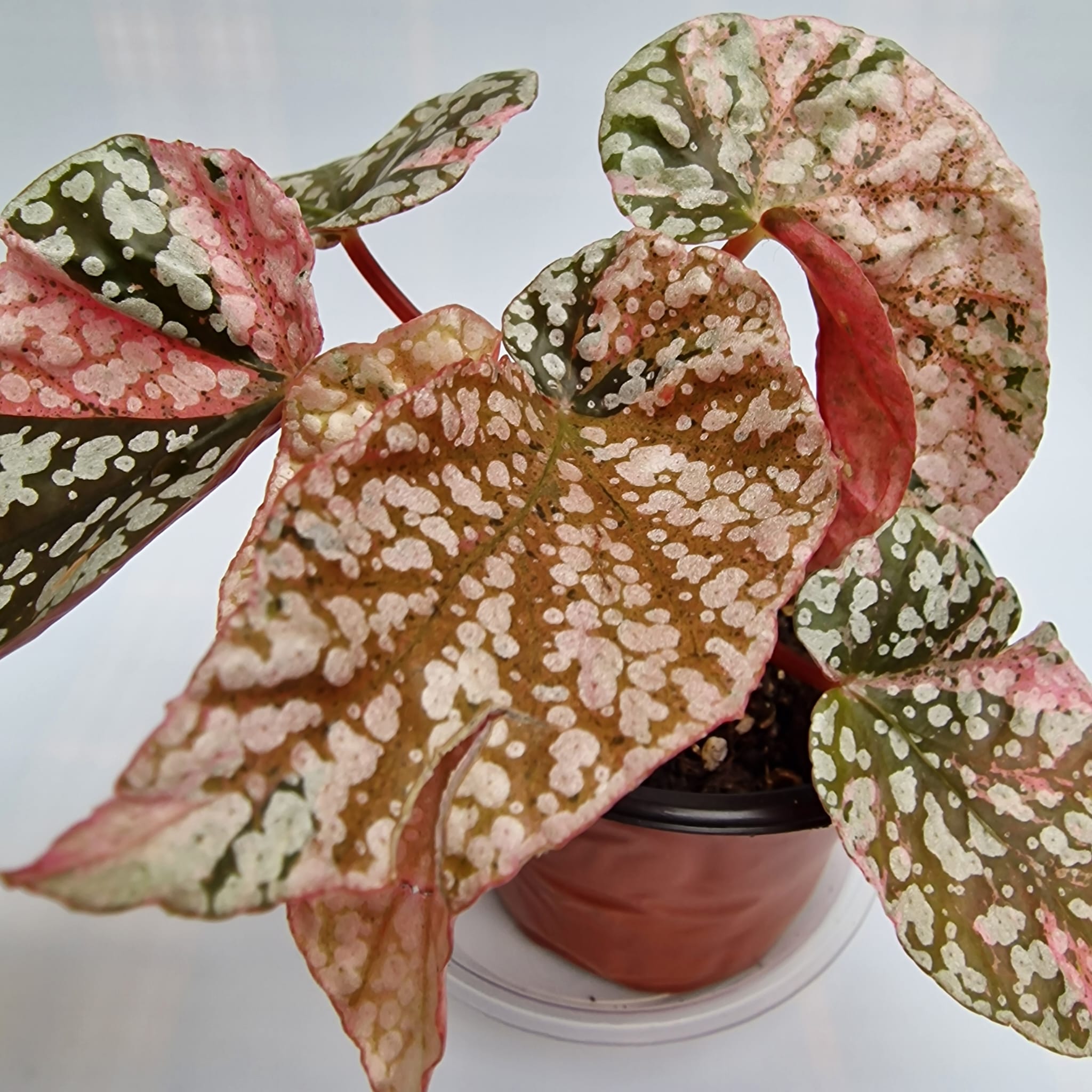 Begonia Snow Capped Pink var.