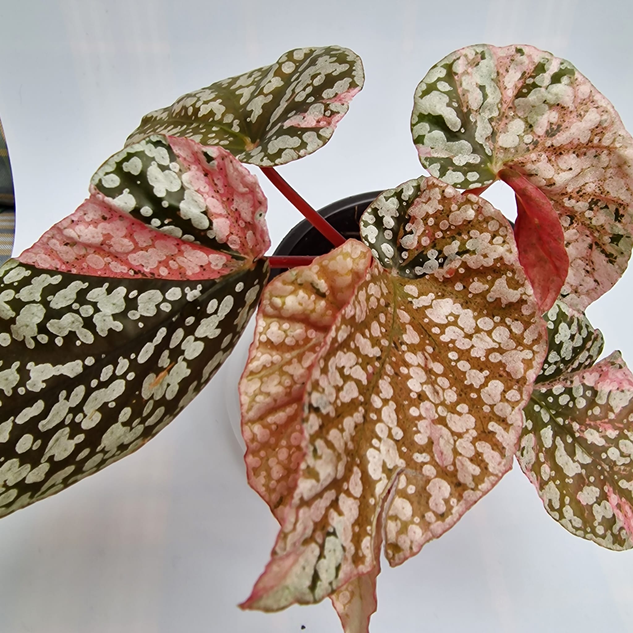 Begonia Snow Capped Pink var.
