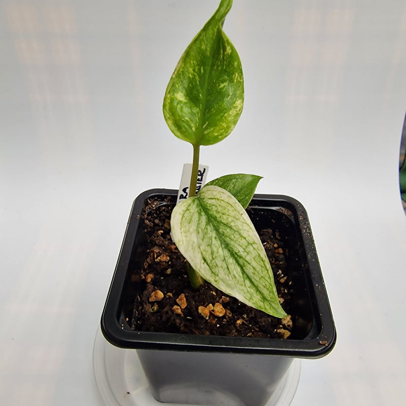 Monstera White Monster