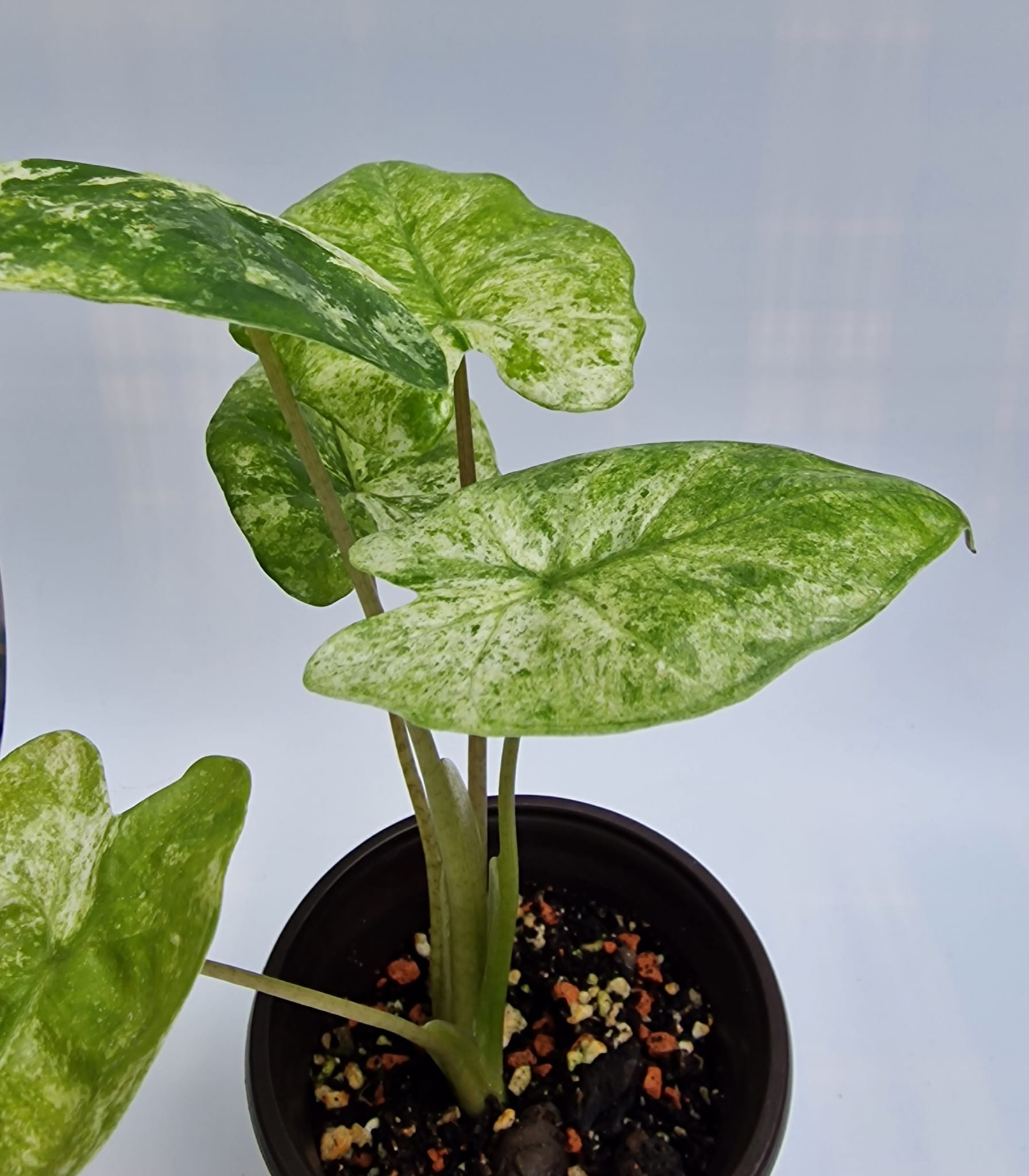 Alocasia Odora Batik