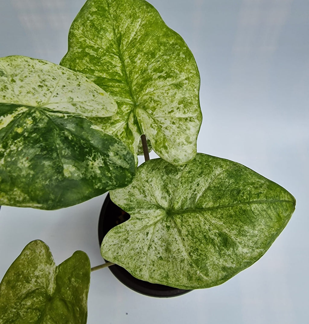 Alocasia Odora Batik