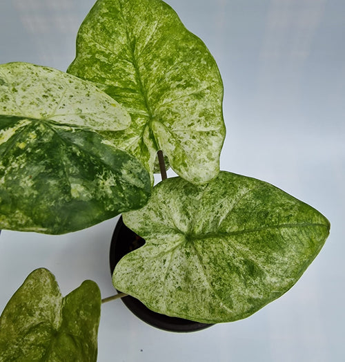 Alocasia Odora Batik