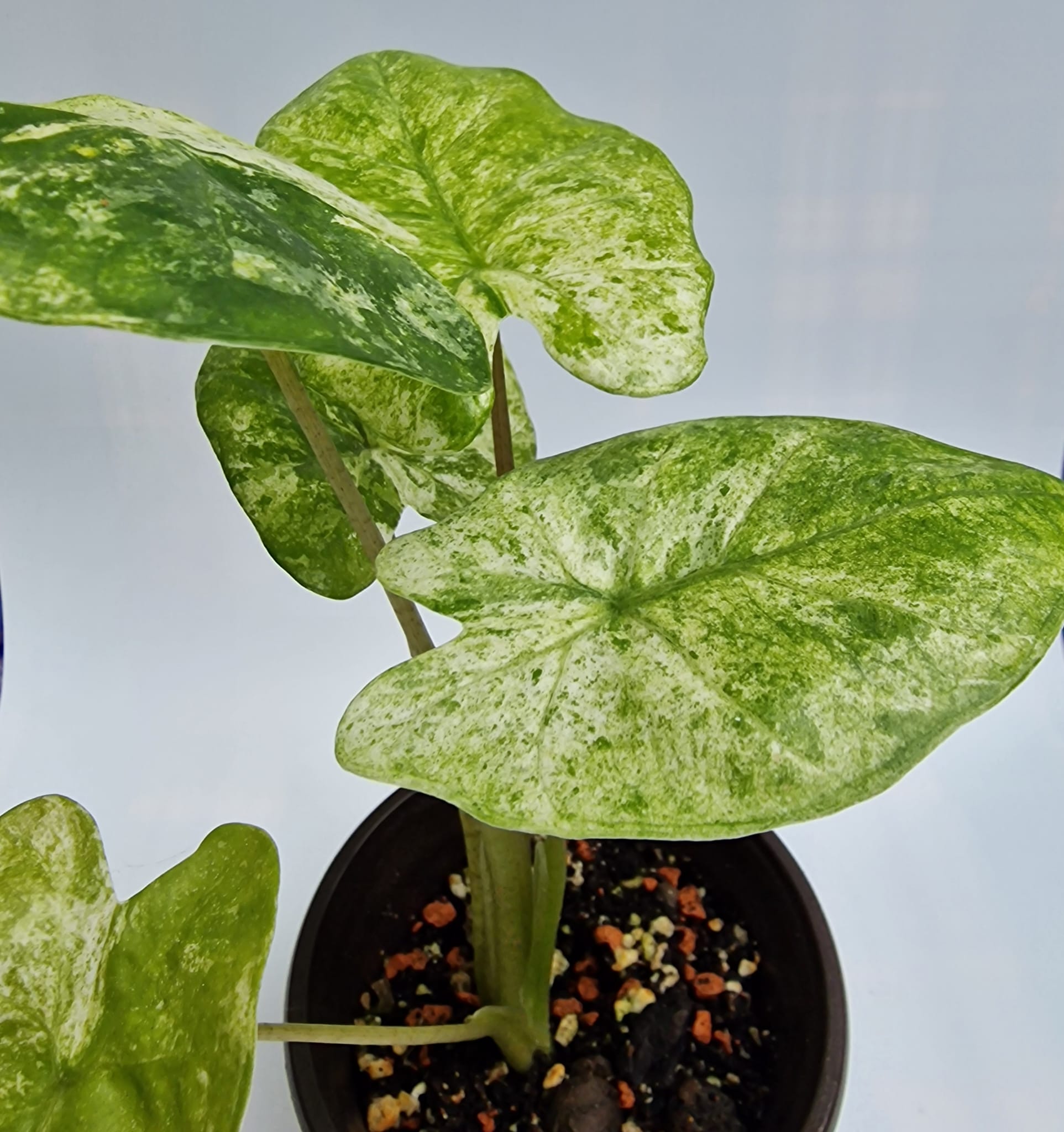 Alocasia Odora Batik