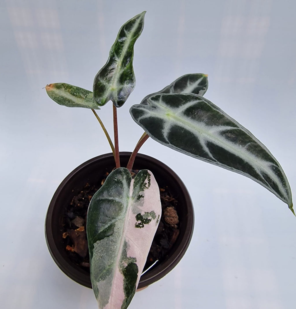 Alocasia Arrow Bambino Pink