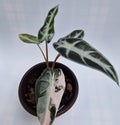 Alocasia Arrow Bambino Pink