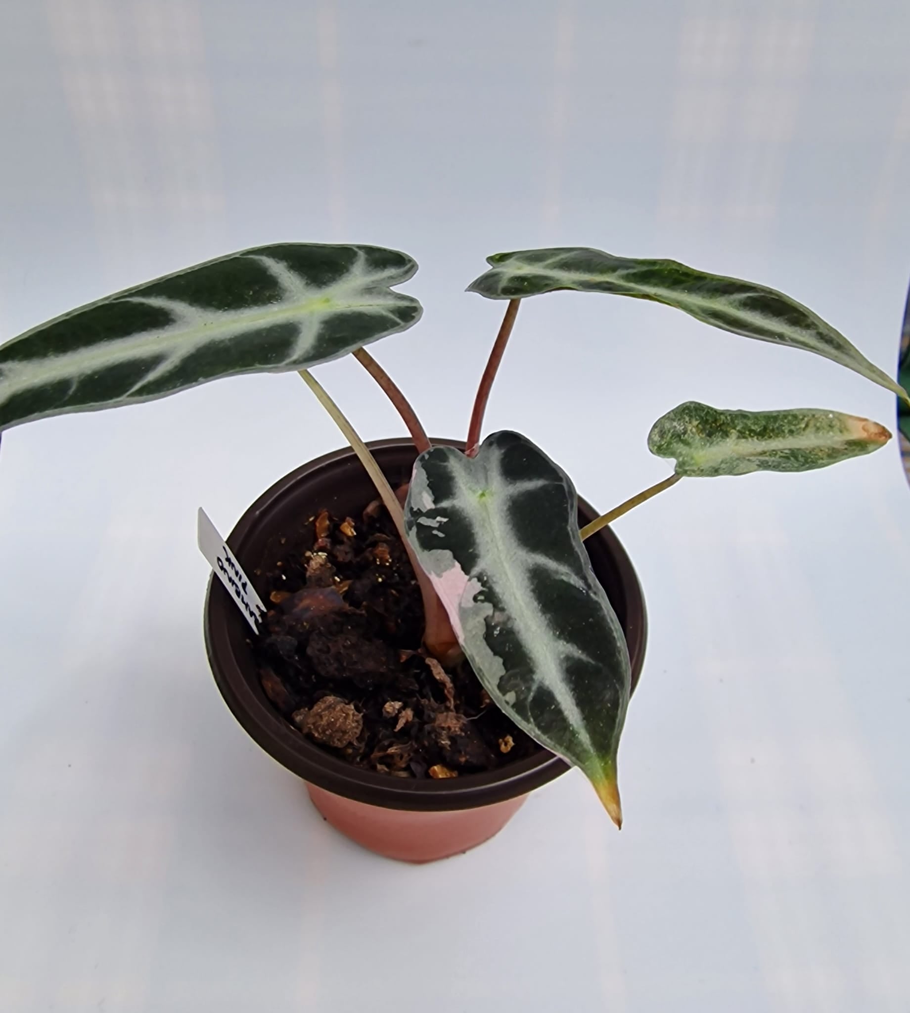 Alocasia Arrow Bambino Pink