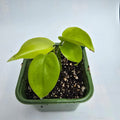 Monstera Banana / Super Golden