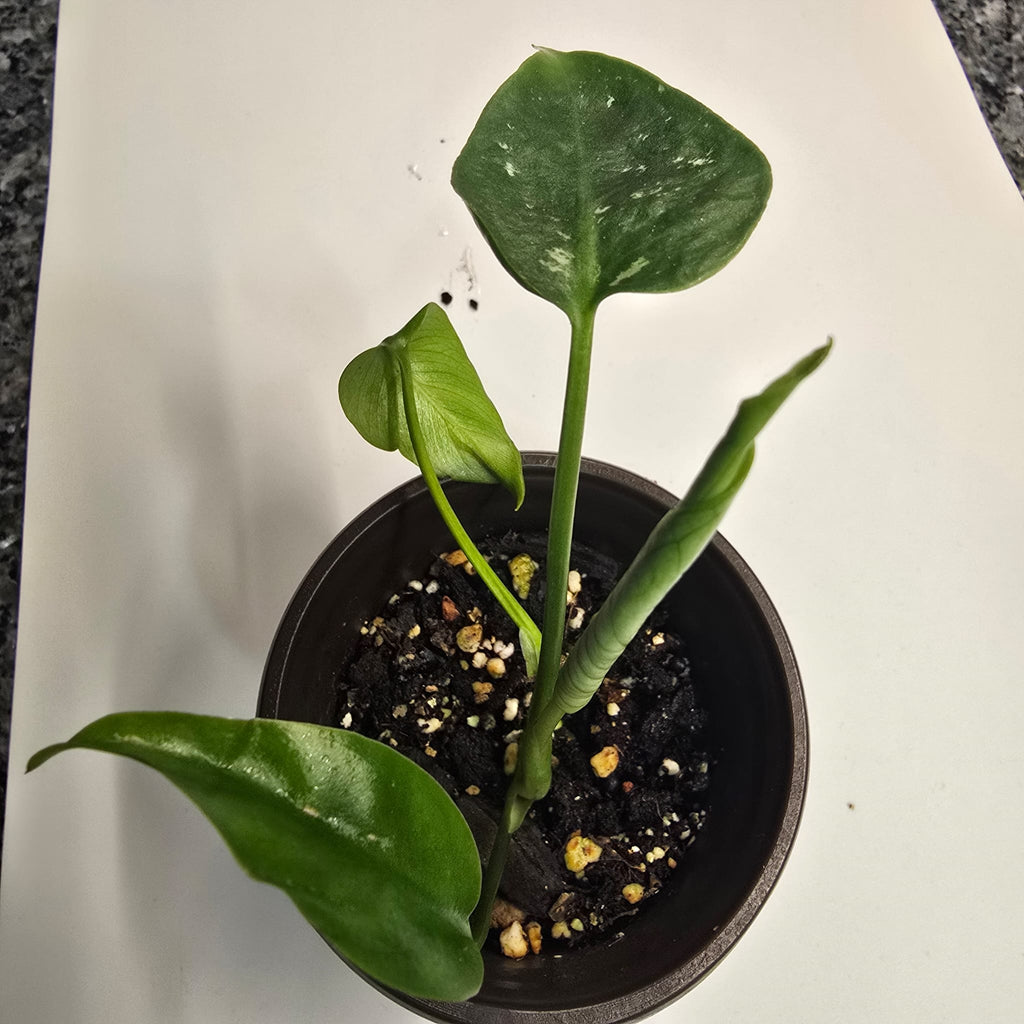 Monstera Devil Monster