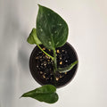 Monstera Devil Monster