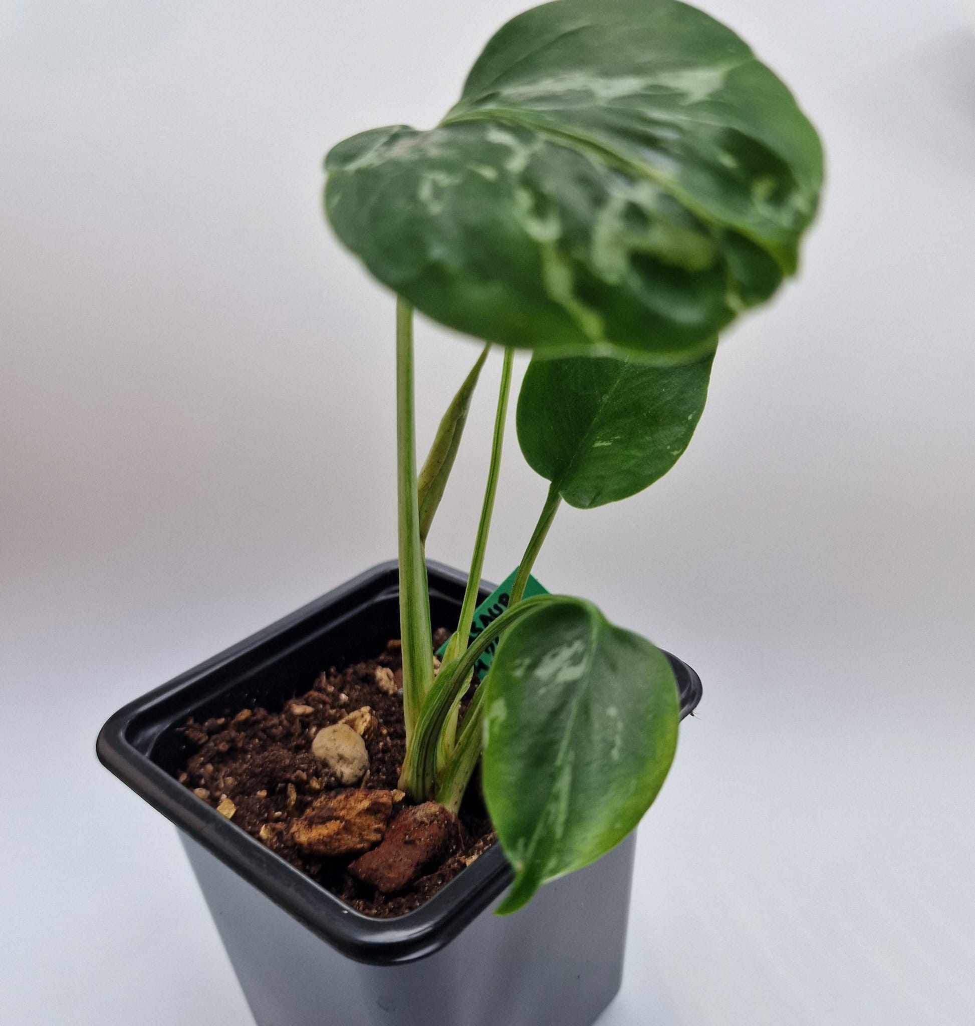 ⭐ Limited Offer: Monstera Bulbasaur