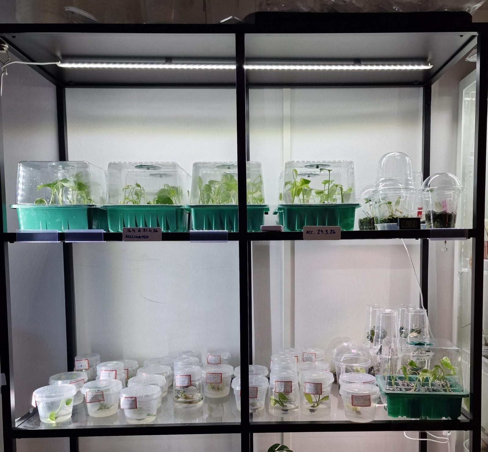Inside the Plantageddon nursery — trays of plantlets acclimating under grow lights beside labelled tissue culture jars
